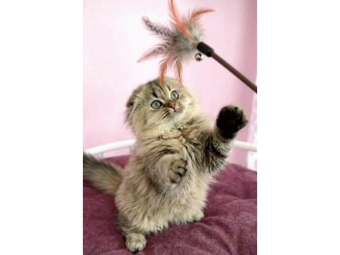 Highland scottish fold