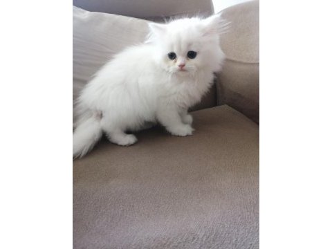 Kar beyaz british longhair dişi