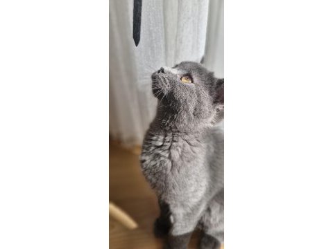 Yavru aşıları tam dişi biritish shorthair