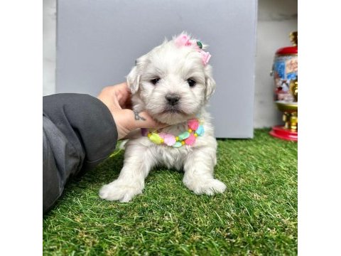 Maltese terrier yavrularımız dişi ve erkek