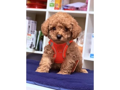 Sıfır numara toy poodle
