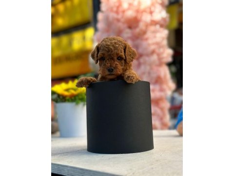 Safkan toy poodle yavrularım