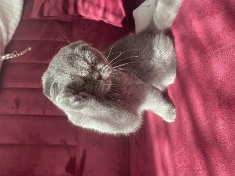 Scottish fold adana içine verilir