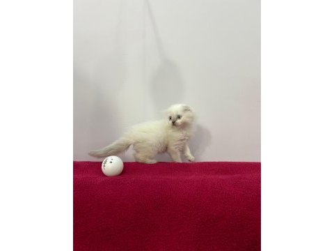 Scottish fold aşılı blue point yavrular