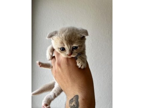 Tricolour british shorthair dişi 40 günlük