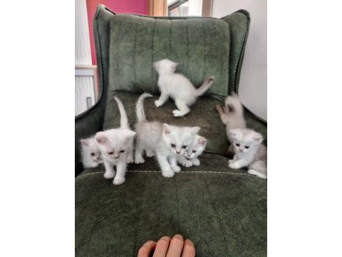 Show kalite evde baktığım as11 kedilerim