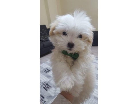 A kalite maltipoo yavrular