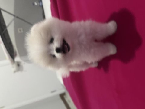 Pomeranian teddy bear