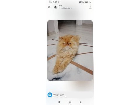 4 yaşında chinchilla kedimiz patik