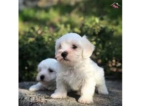 Maltese terrier sıfır numara büyümeyen son iki yavru