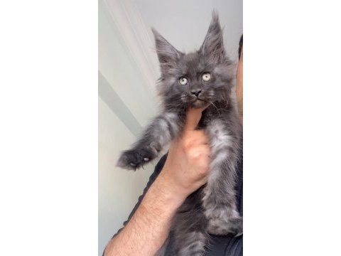 Dev dişi black smoke xxl avrupa kan hattı maine coon