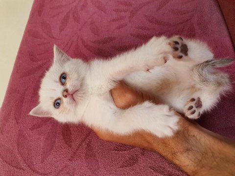 Ev ortamında büyümüş kedimin british shorthair yavrular