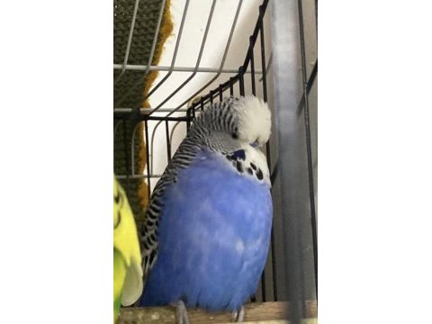 Jumbo damızlık erkek muhabbet kuşu (bilezikli)