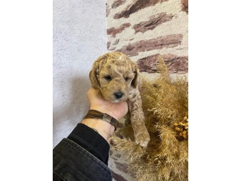 Toy poodle yavrularımız