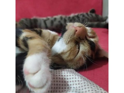 Sevgi dolu tortoiseshell yavru kedi yuva arıyor