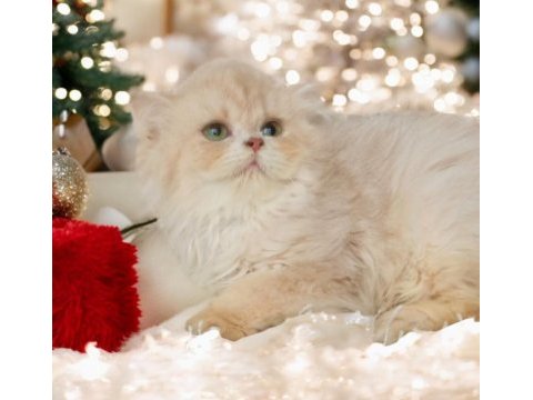 British longhair dişi