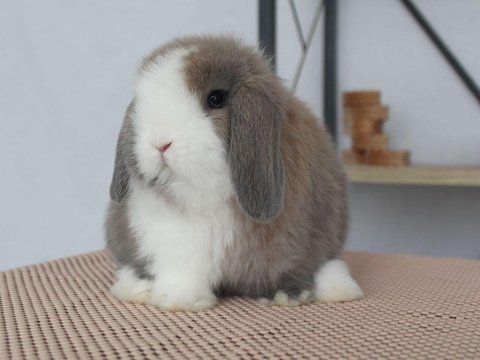 Mini lop splıt renk tavşan