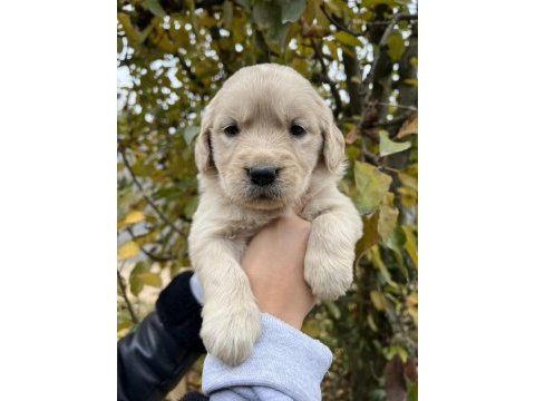 Bebek yüzlü golden retriever yavrular