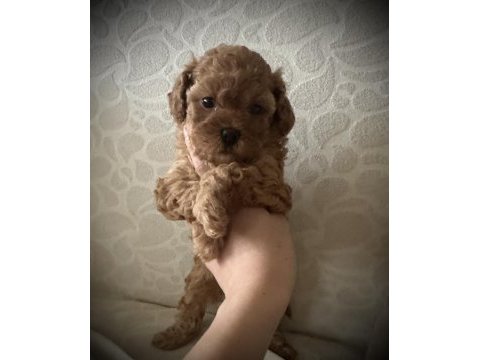 Minicik muhteşem güzellikte safkan toy poodle