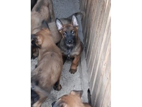 Safkan malinois yavruları dik kulak orjinal