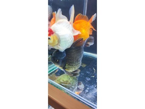 Gayet sağlıklı boy boy oranda altınbaş balıklar