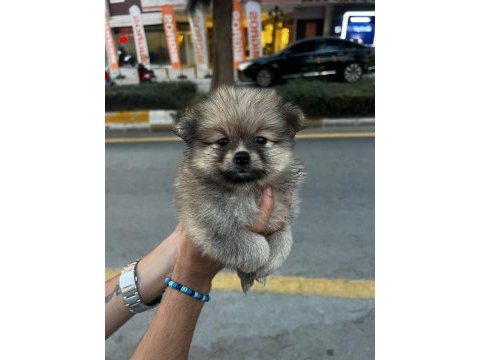 Pomeranian bebeklerim uygun