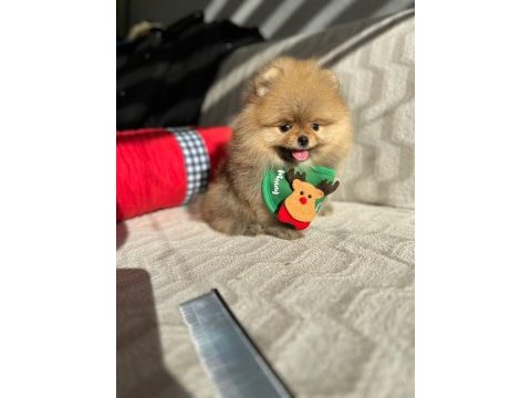 Orijinal pomeranian boo show kalite yavrular