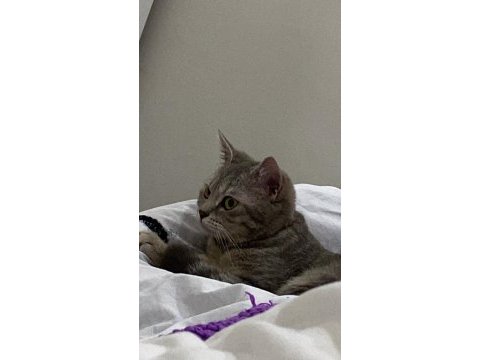 6 aylık dişi british shorthair