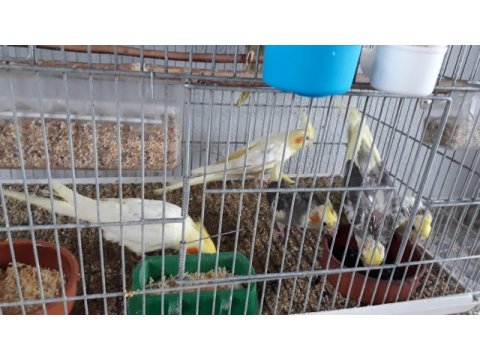 Balıkesir bigadiç sultan papağanı