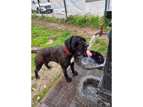 Safkan cane corso