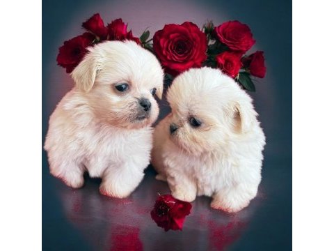 Maltese terrier çok sevimli yavrular