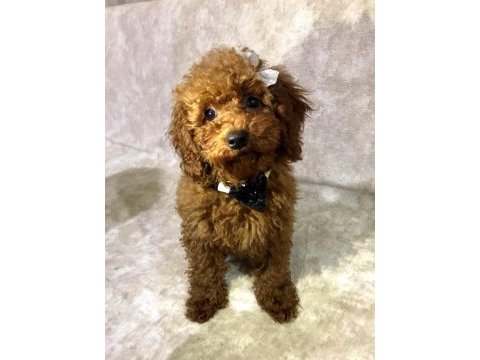 Dostunuz toy poodle