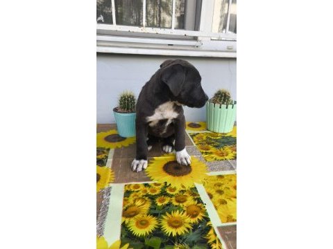 Cane corso yavruları