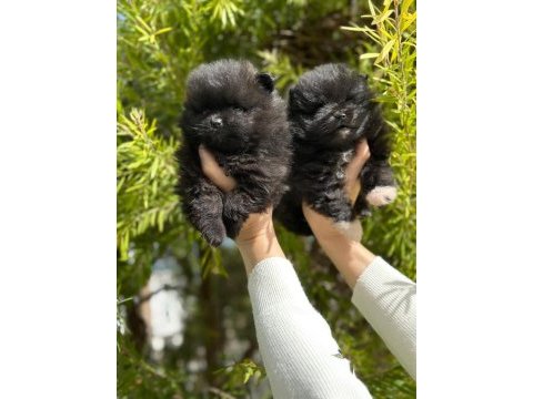 Pomeranian boo yavruları orjinal