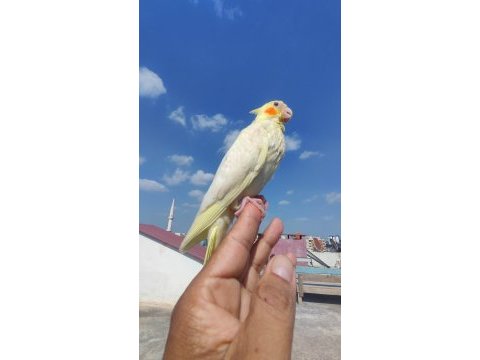 El besleme evcil bebekler