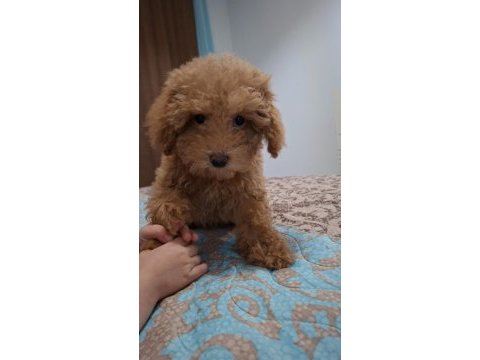Teddy bear surat yavru poodle