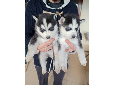 Erkek ve dişi husky yavruları mavi gözlü