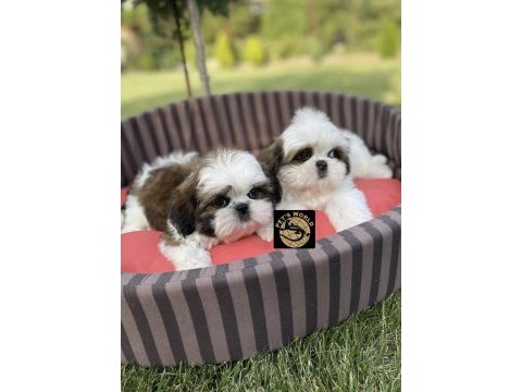 Pets world kentpark shih tzu