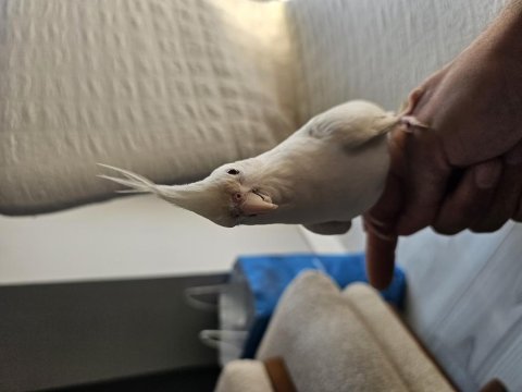 Albino kırmızı göz erkek ele alışık konuşan