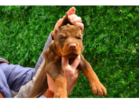 Fcı kıf şecereli a class doberman yavrularımız