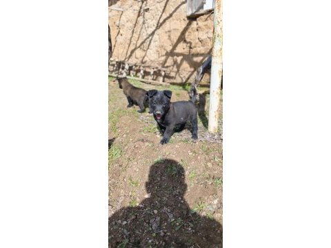 Safkan black malinois