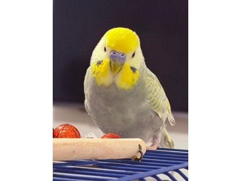 Rainbow erkek 1 yaşında muhabbet kuşu
