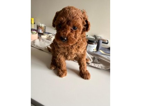 6 aylık dişi toy poodle
