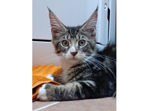 Xxl dev maine coon iri kan hattı