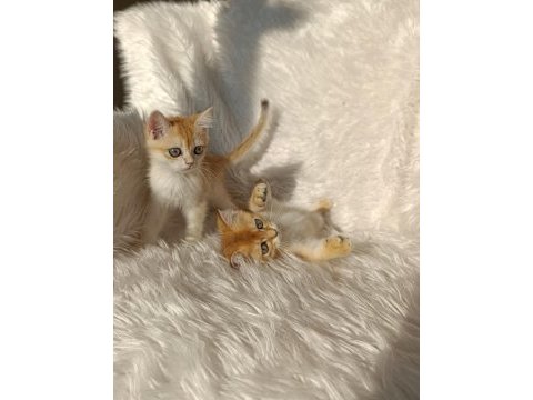 British shorthair golden yavrular
