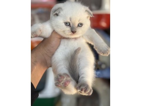 A kalite scottish fold ve british shorthair yavrularımız