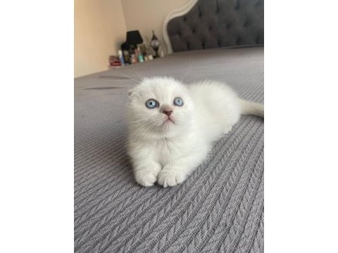 Safkan soy ırk garantili scottish fold mükemmel yavrumuz