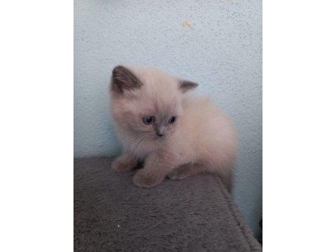 British shorthair kardeşler