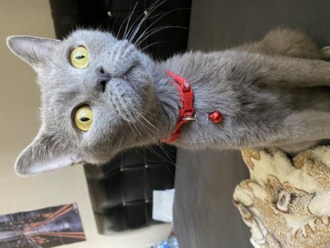 Chartreux kedim