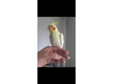 Full evcil erkek sultan papağanı yavrusu